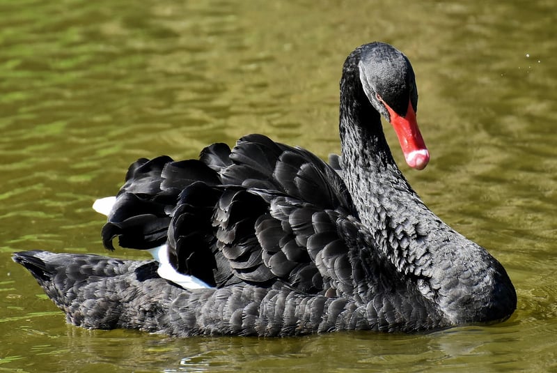 Swan